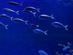 -上海海昌海洋公园