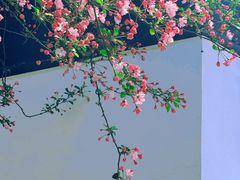 -莫愁湖公园