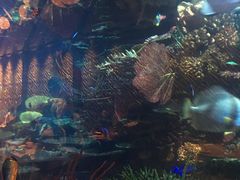 -迪拜帆船酒店海底餐厅