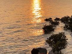 -宝安西湾红树林湿地公园