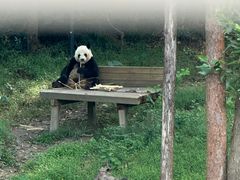 -广州长隆野生动物世界