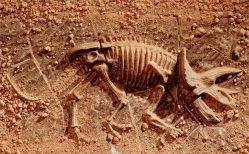 -恐龙探索乐园(磁器口店)