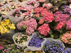 -双季花艺园艺市场(浦东店)