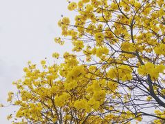 -松山湖梦幻百花洲