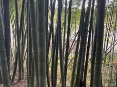 -军营村