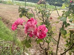 -金稼园·金平湖农家菜
