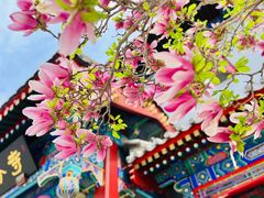 -天津大悲禅院
