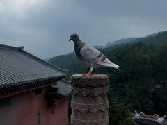 -綦江古剑山