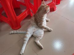 -胡椒猪肚汤(康王店)