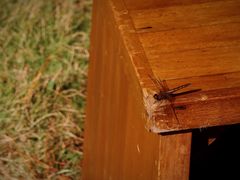 -楠溪江风景名胜区