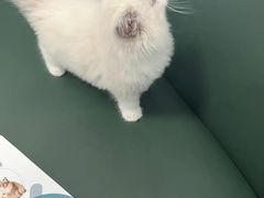 -顺强宠物诊所·狂犬免疫·夜诊·骨科(嘉定店)