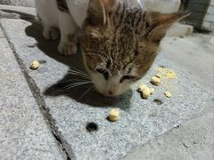 -奥林匹克体育中心游泳馆