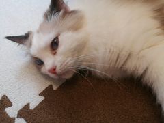 -囡的喵喵酱·萌宠生活馆·宠物洗护美容(胶州路店)