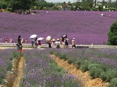 -紫颐香薰山谷景区