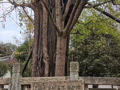 -上海佘山国家森林公园天马山园