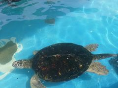 -北戴河圣蓝海洋公园