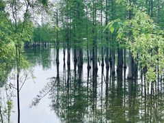 -白鹭湾湿地公园