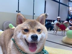-逗柴咖啡屋·狗咖猫咖宠物桌游