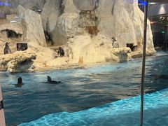 -帝企鹅自助餐厅•儿童岛•真企鹅(长隆企鹅酒店)