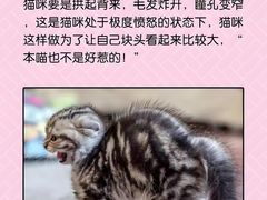 -lincat·猫舍(广州店)