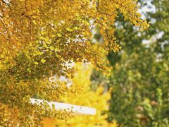 -三里屯东五街银杏大道