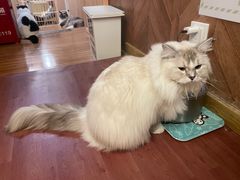 -MOCHA明星猫咖(田子坊店)