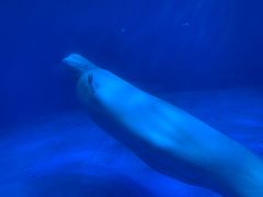 -海合安成都极地海洋公园