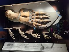 -正佳自然科学博物馆