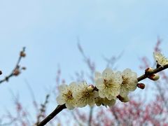 -无锡梅园公园