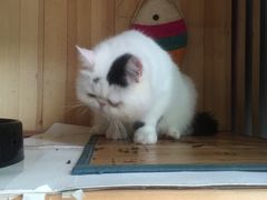 -贝贝宠物乐园(常青花园店)