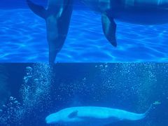 -珠海长隆海洋王国
