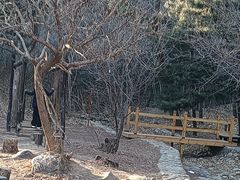 -北京西山国家森林公园