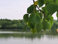-东平国家森林公园
