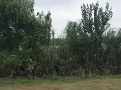 -九里河湿地公园