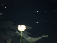 -陈家山荷花公园