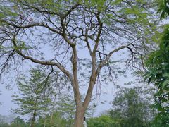 -中国科学院西双版纳热带植物园