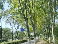 -合肥滨湖国家森林公园