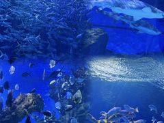 -海合安武汉极地海洋公园