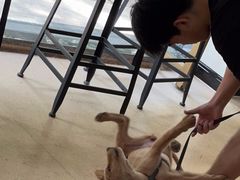 -芭比堂爱心动物医院(柯桥康爱分院)