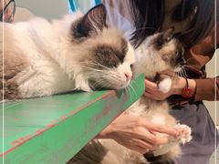 -喵喵咪呀布偶猫咖(春熙路店)
