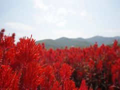 -美的鹭湖森林度假区