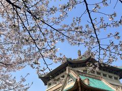 -武汉大学-樱园