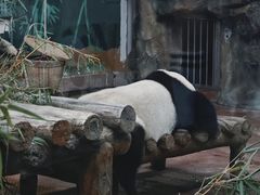 -广州动物园