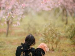 -天适樱花悠乐园