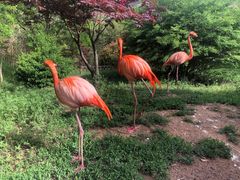 -青岛森林野生动物世界