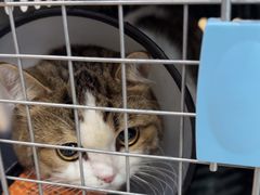 -芭比堂动物医院(广州爱宠下渡路分院)