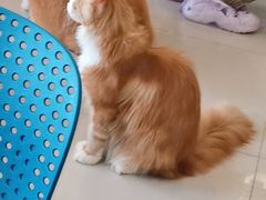 -平行世界·猫咖(首经贸店)