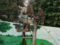 -西霞口神雕山野生动物世界