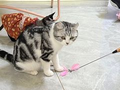 -团子家猫咪猫咖馆·柯基·柯尔鸭