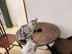 -猫友咖啡店(玉林西路店)